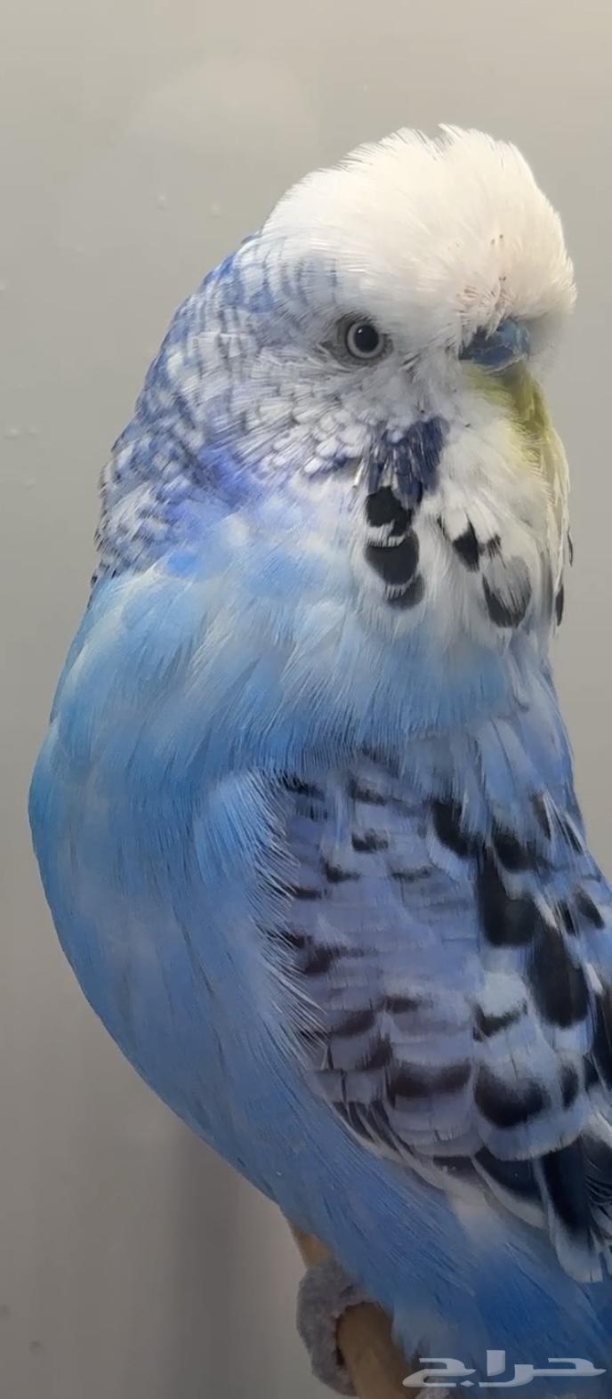 جوز انجليزي منتج للبيع64494680720769110