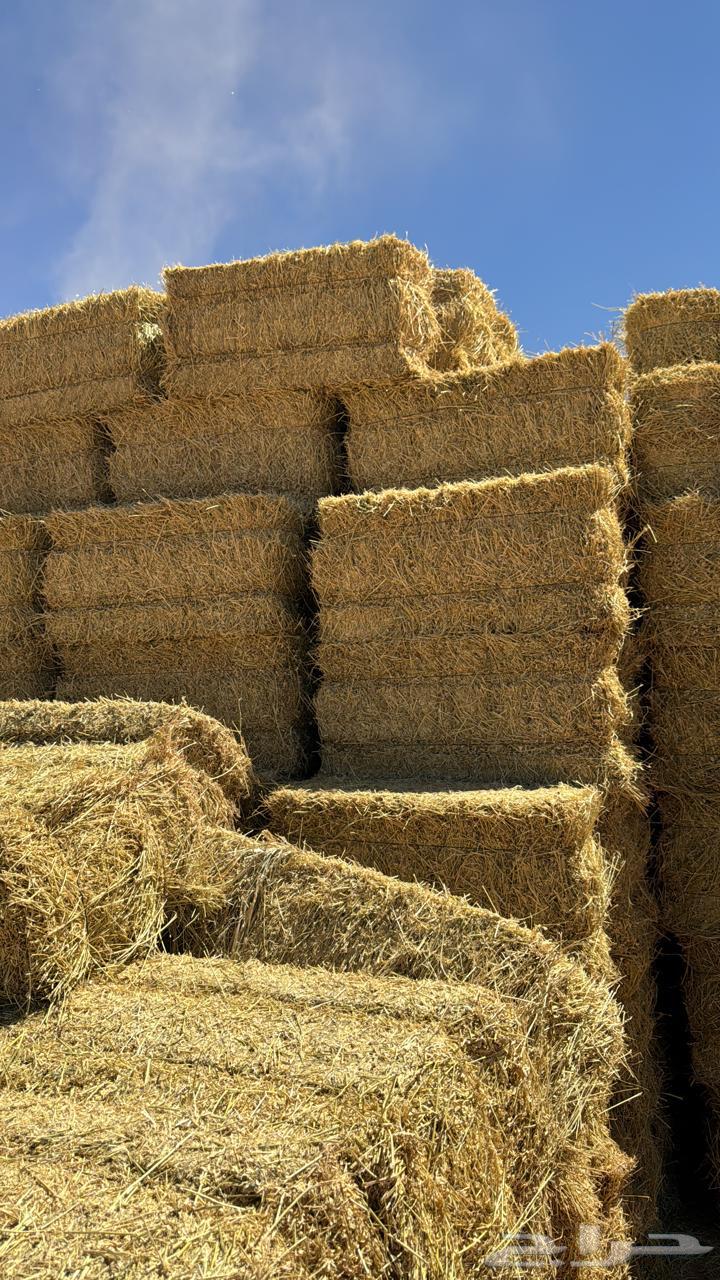 برسيم للبيع صافي64493354703362111