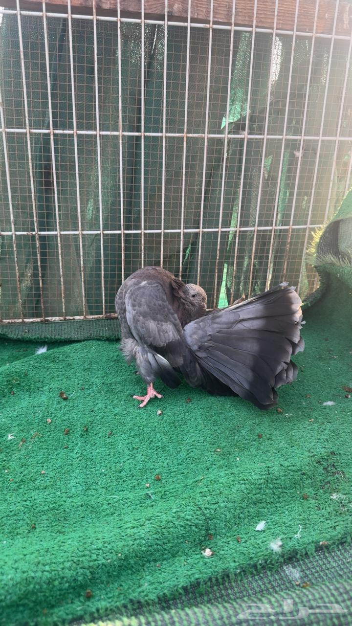 حمام رقاص فانتيل64487924726915110