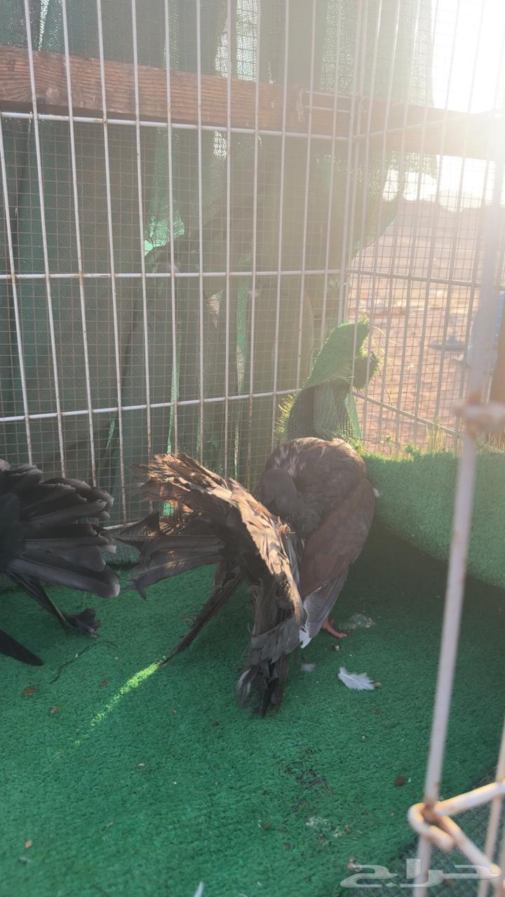 حمام رقاص فانتيل64487924726915112