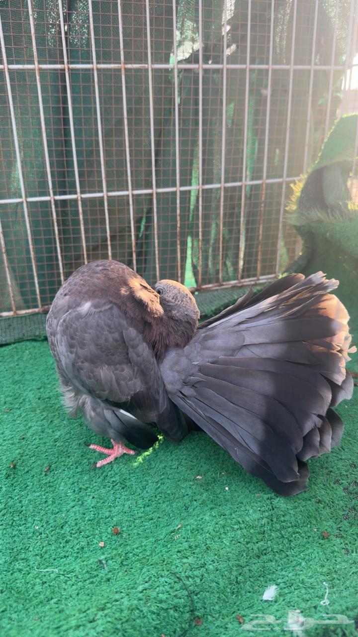 حمام رقاص فانتيل64487924726915113