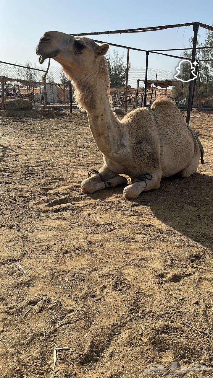 Bakrah64492840302466110