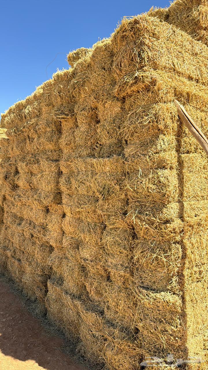 برسيم للبيع صافي64493354703362110