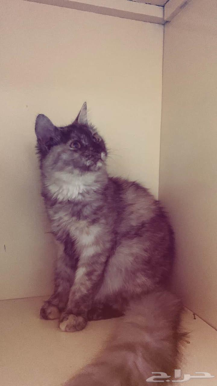 Persian kitten for sale, female, two months old, 40064487038914947111