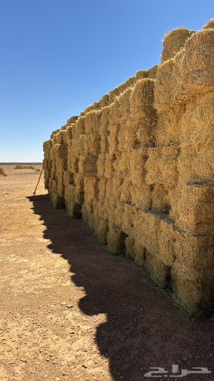 برسيم للبيع صافي64493354703362112