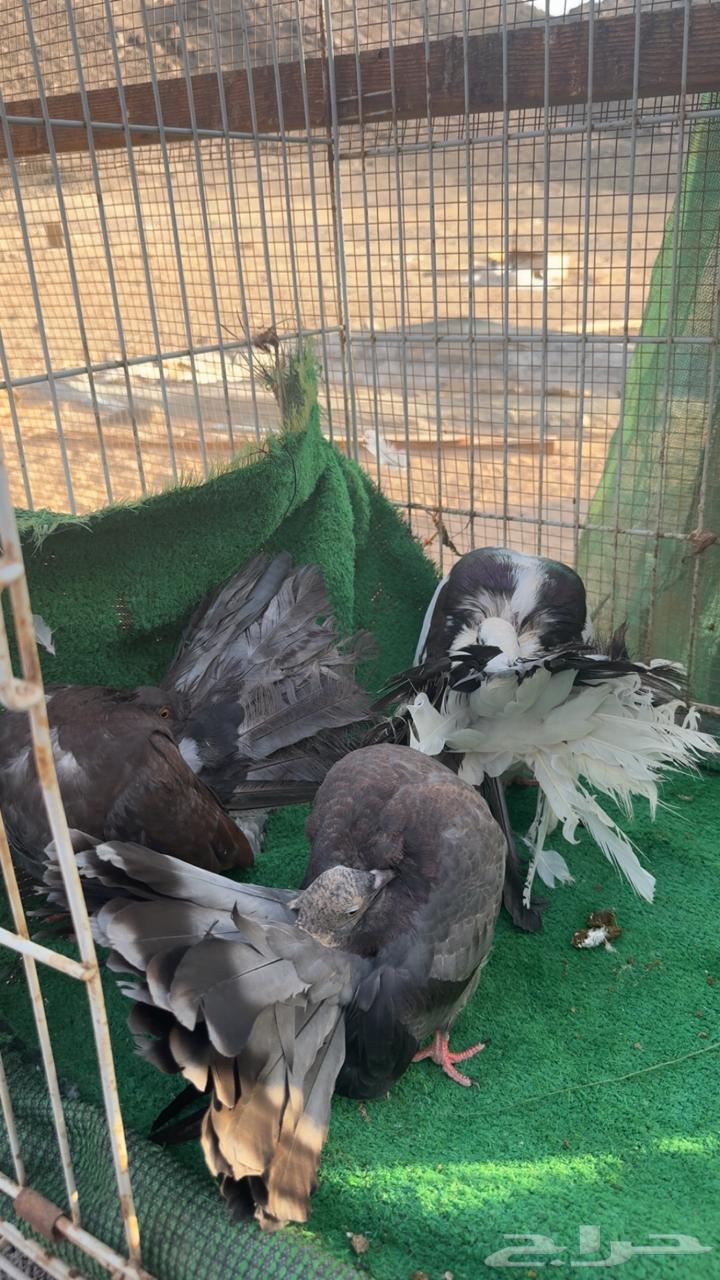 حمام رقاص فانتيل64487924726915114