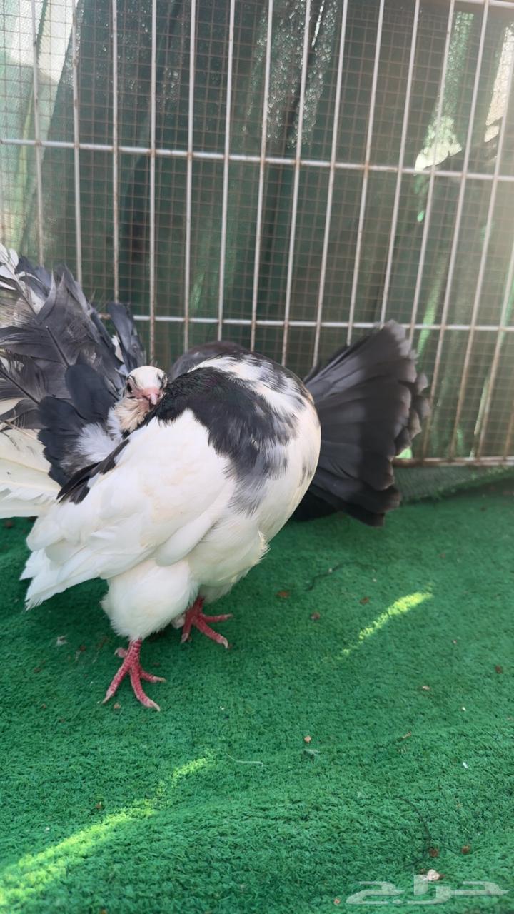 حمام رقاص فانتيل64487924726915111