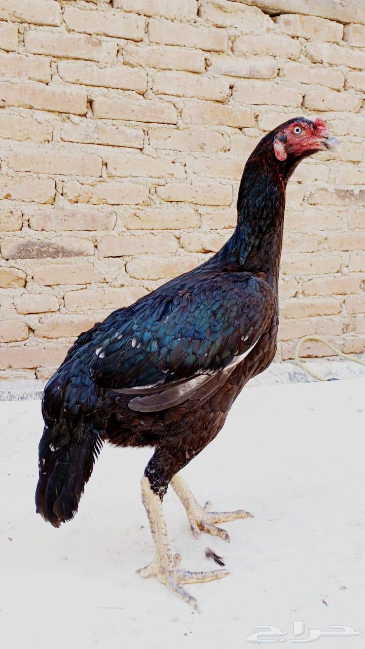 ديك فرخ سندي تب ( تتمم البيييع )64493002366850110