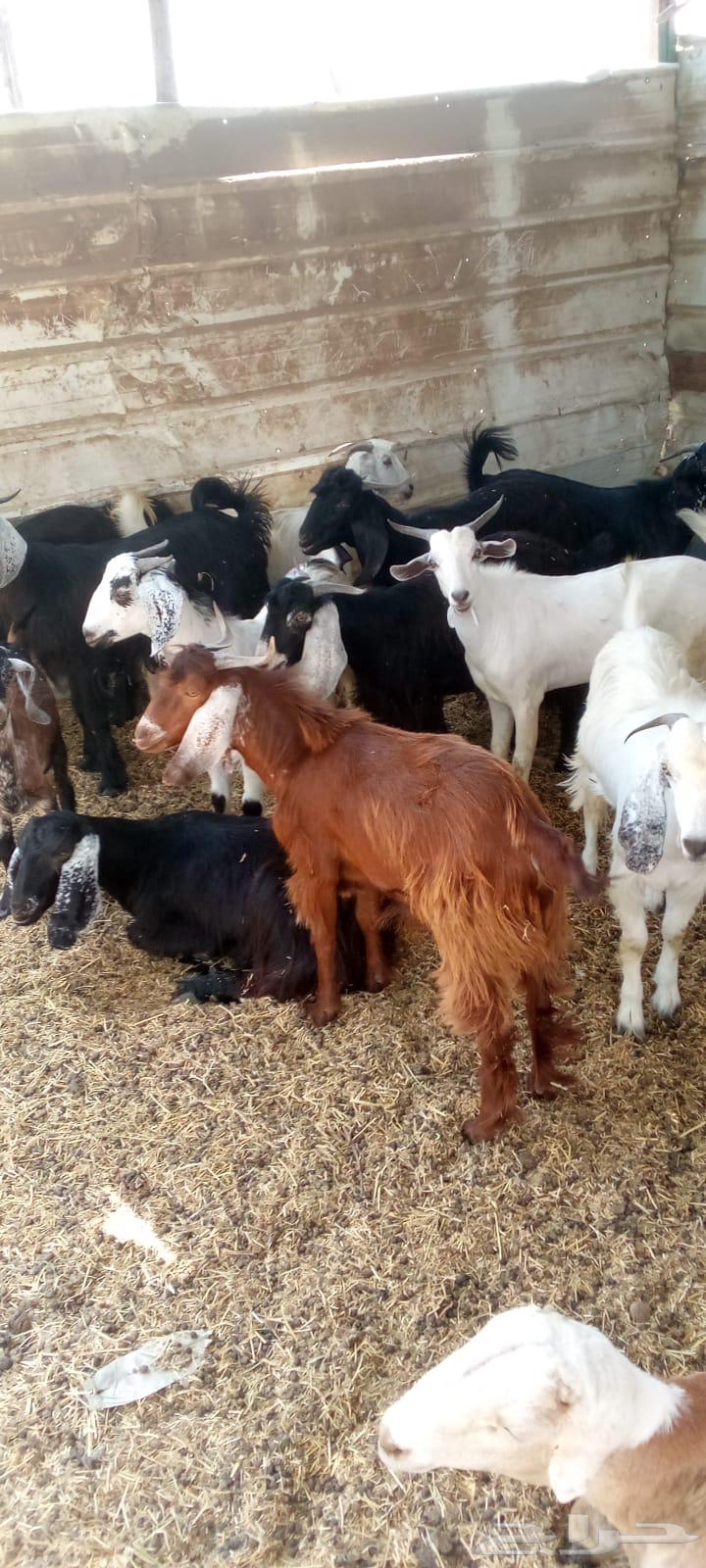 Goats with defects and irregularities, castrated young goats for sale64493948114051112