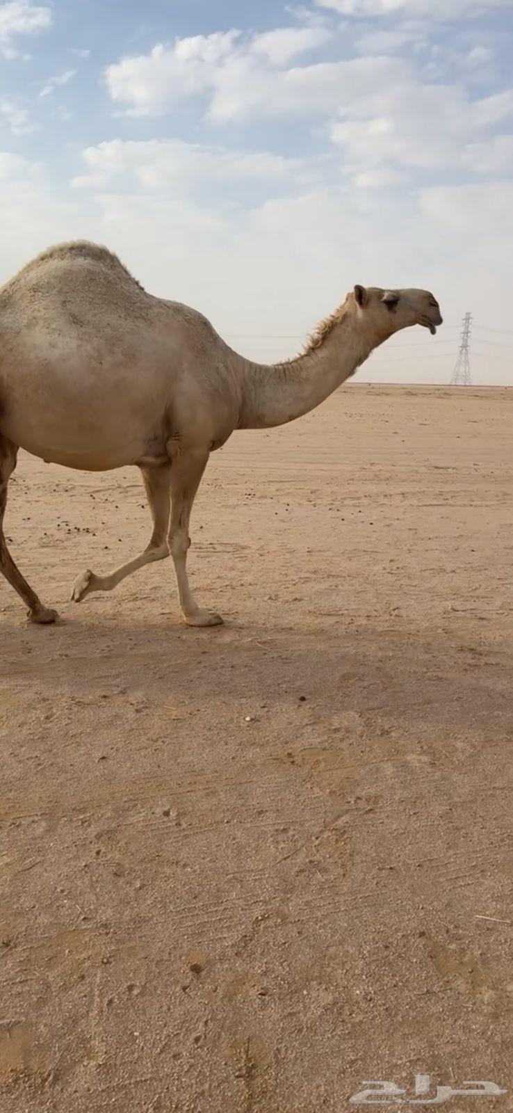 Productive Camel64494496261634114