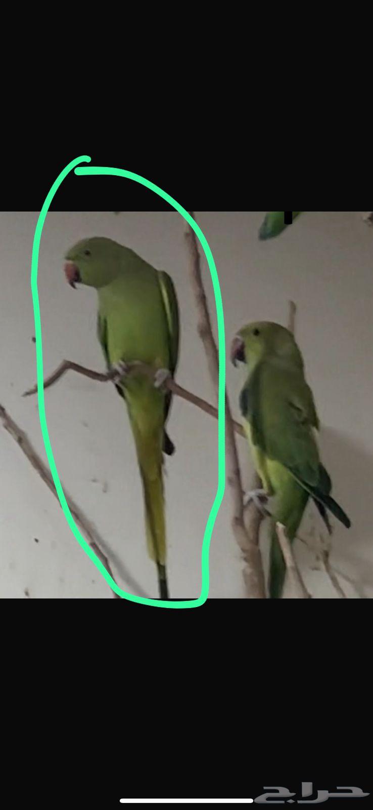 طيور للبيع64488477202690110