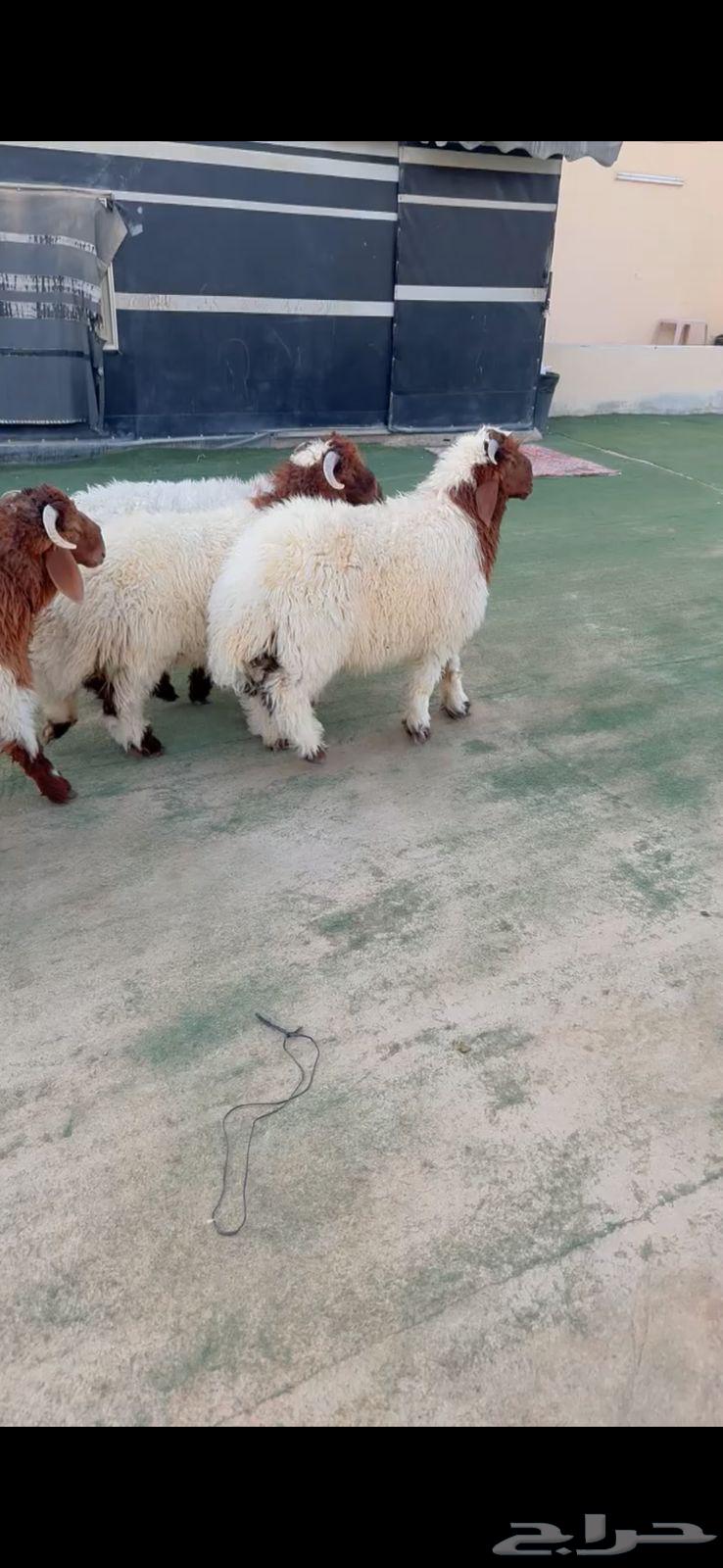 Premium Lambs from Al-Riyadh, Ash-Shifa District, Delivery and Slaughter Anywhere We Reach, Only 3 Left64489847991939110