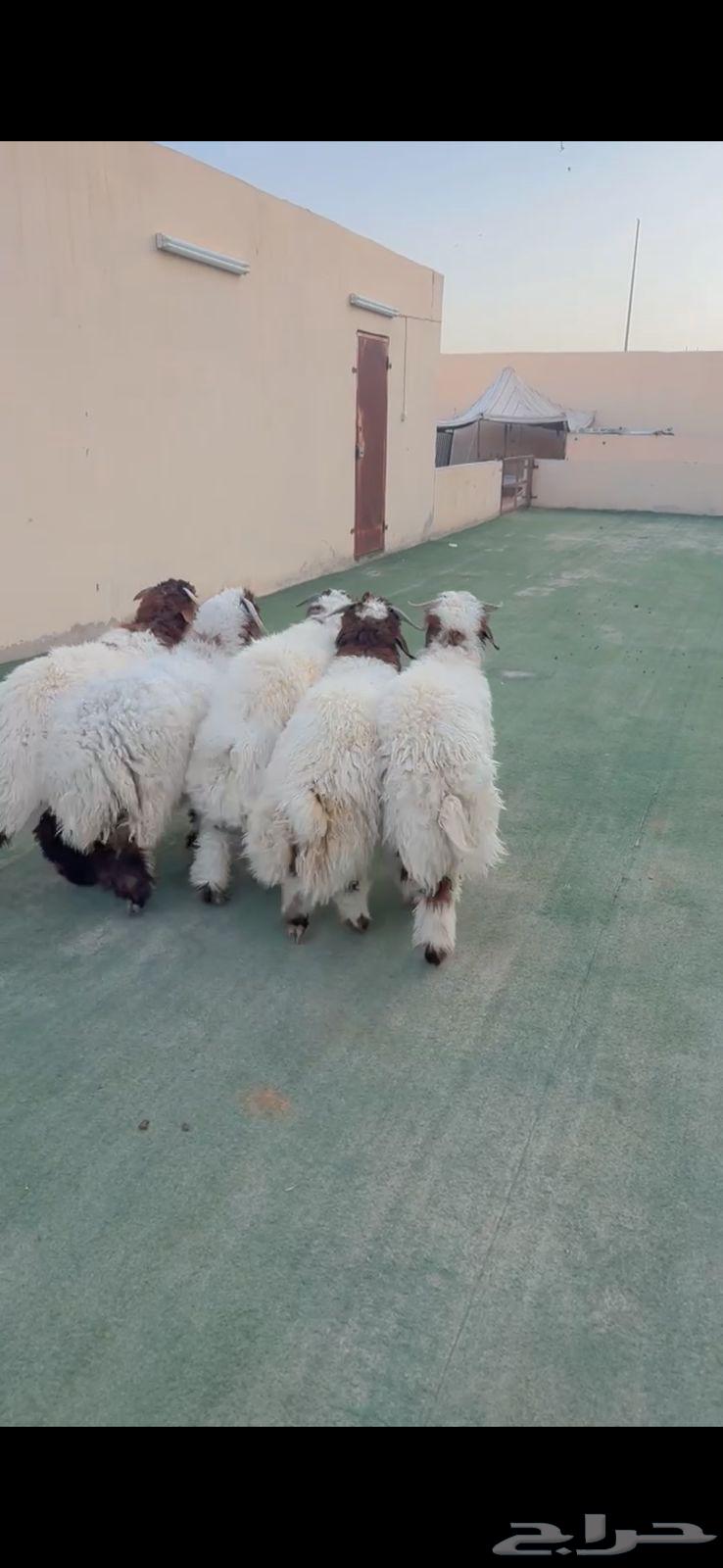 Premium Lambs from Al-Riyadh, Ash-Shifa District, Delivery and Slaughter Anywhere We Reach, Only 3 Left64489847991939111