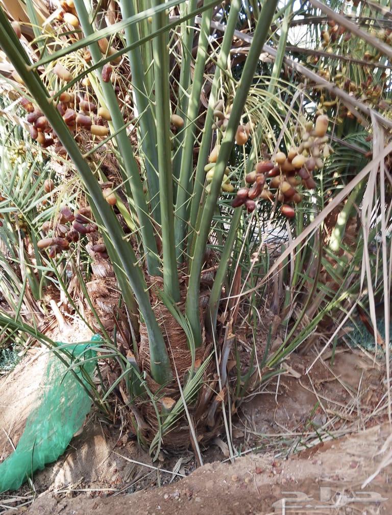 صقعي درجه اولى64493809584003113