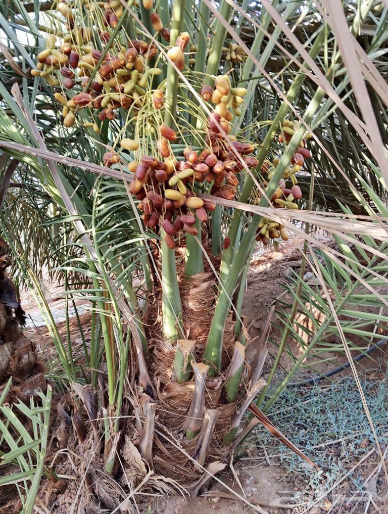 صقعي درجه اولى64493809584003110