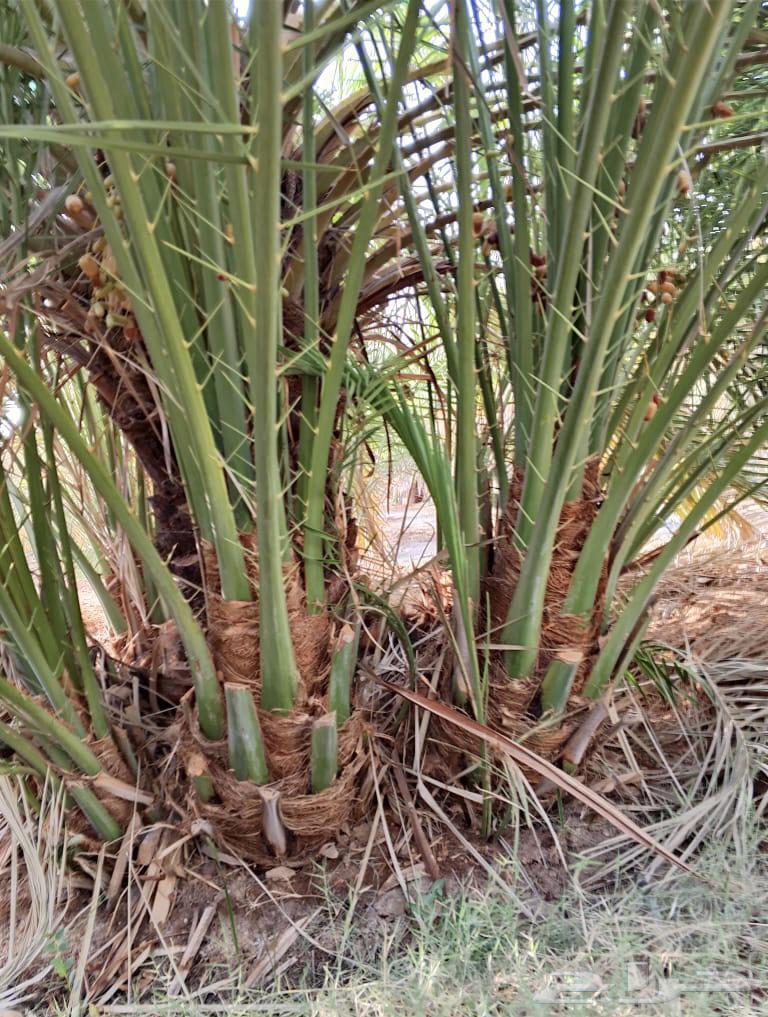 صقعي درجه اولى64493809584003112