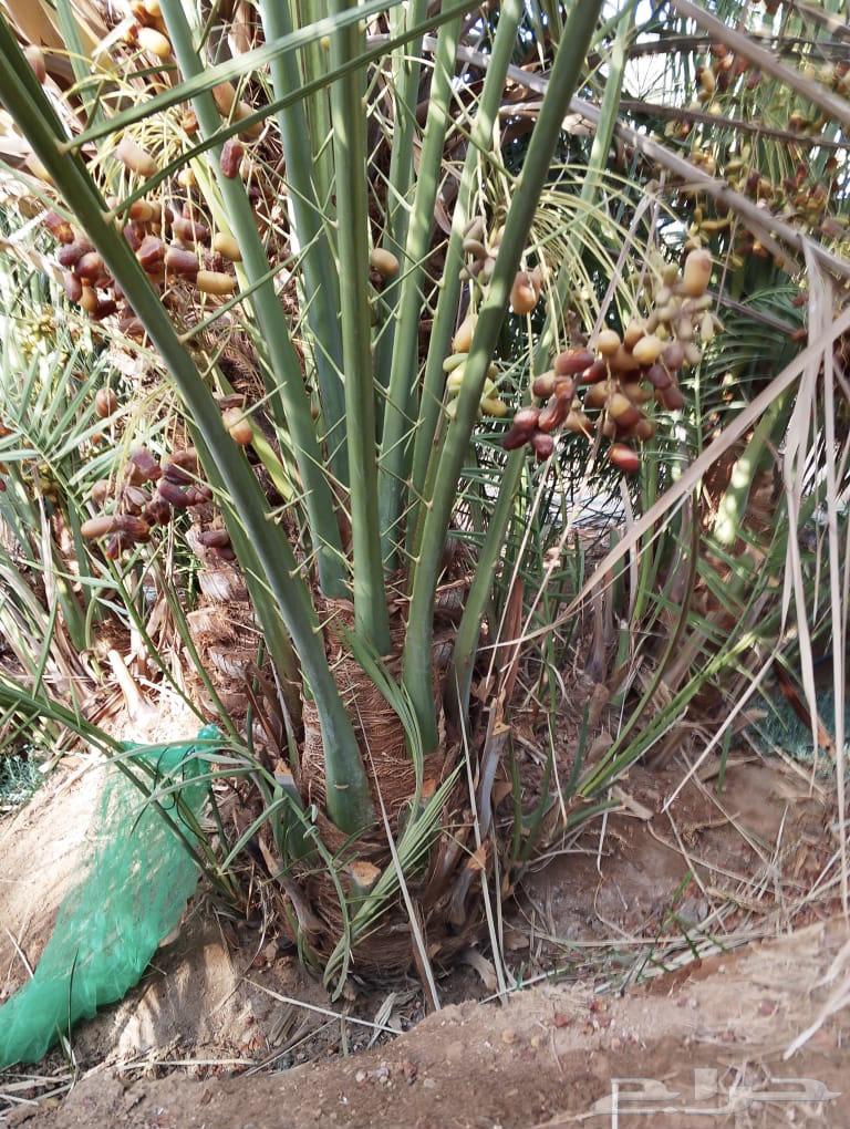 صقعي درجه اولى64493809584003114