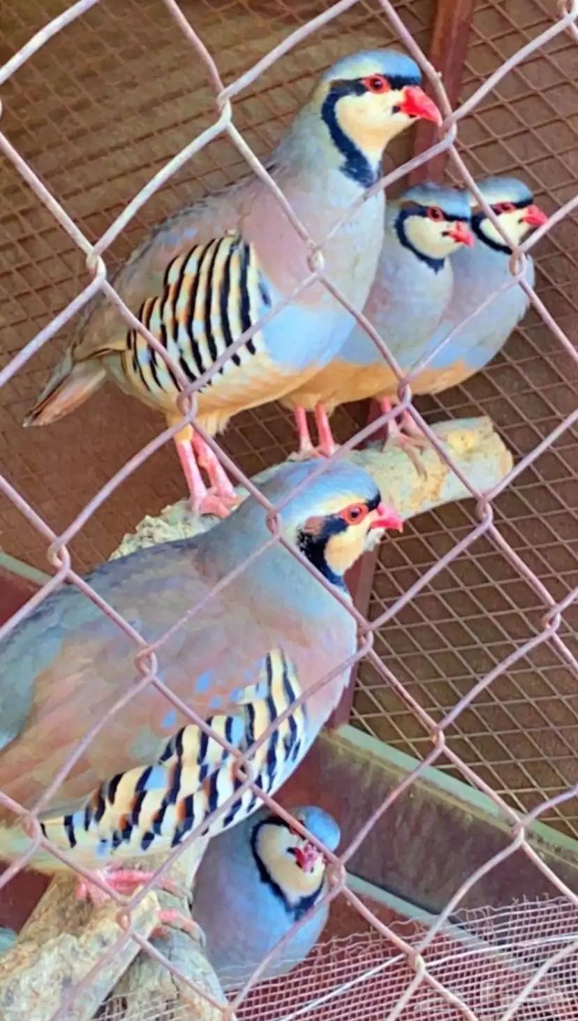 Hajel64492366543875110