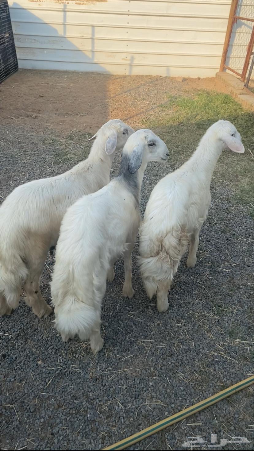 Three nice sheep (sold)64486524255617110