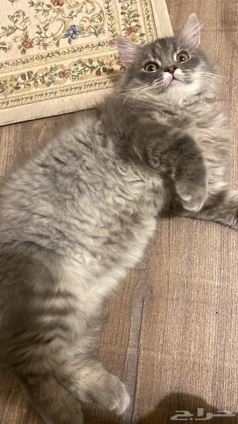 Scottish Fold Kitten for Sale64492027050370111