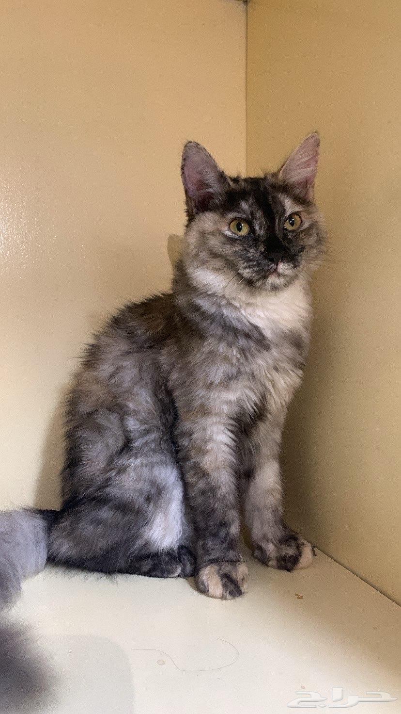 Persian kitten for sale, female, two months old, 40064487038914947110