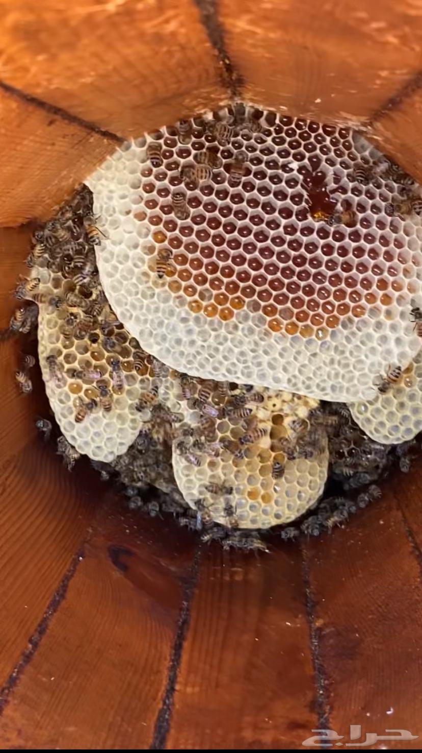 عسل سمره تهامه درجه اولى على الشرط 220 ريال للكيلو64488754888963111