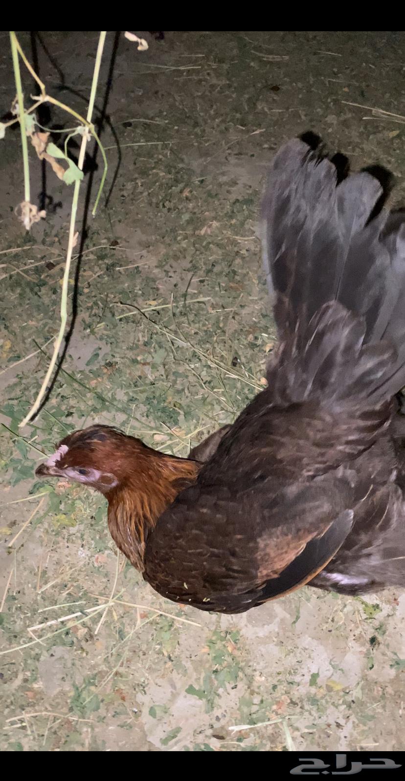 ( تم البيع ) دجاج بلدي الوان السلالة القديمه ماشاءالله64492554992899110