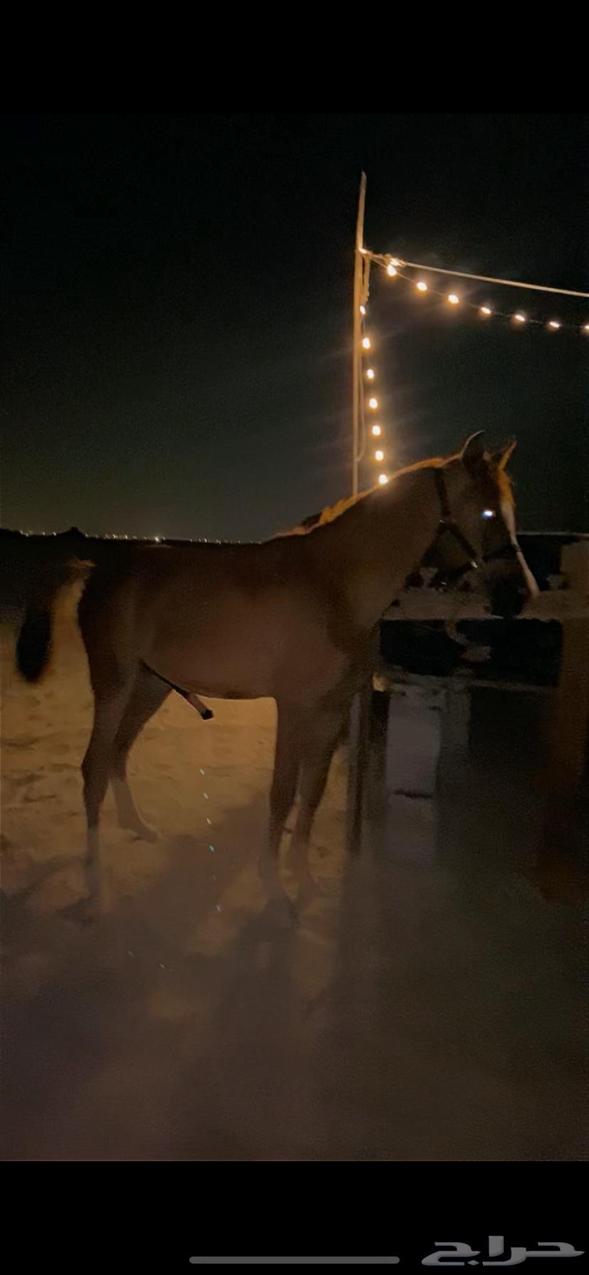 للبيع مهر عمره سنه و8 شهور64491509859971110