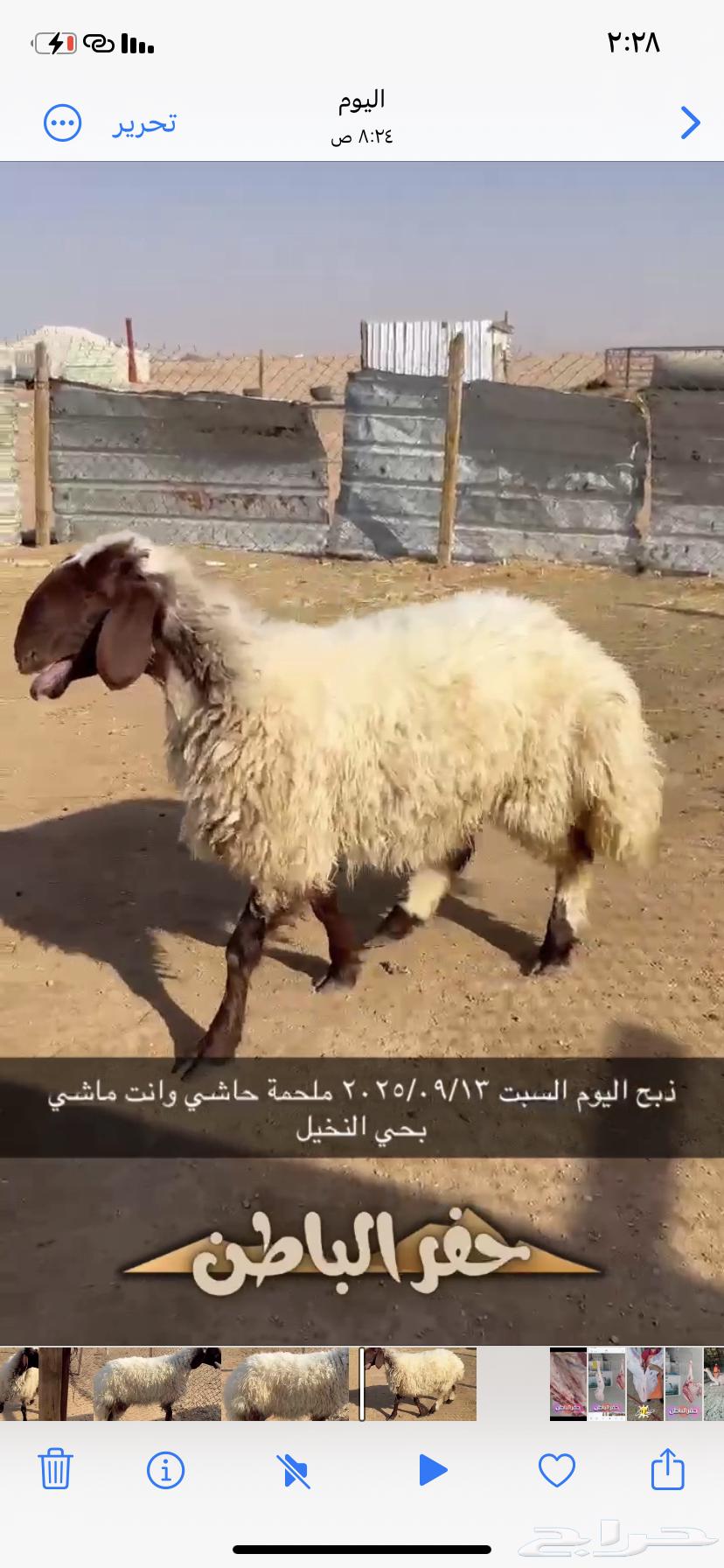 رخل طيبه موجوده بالملحمة الان64489986544642111