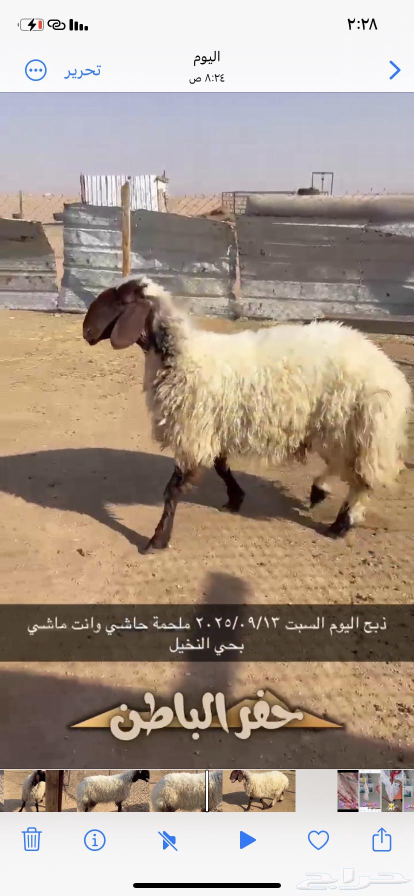 رخل طيبه موجوده بالملحمة الان64489986544642112