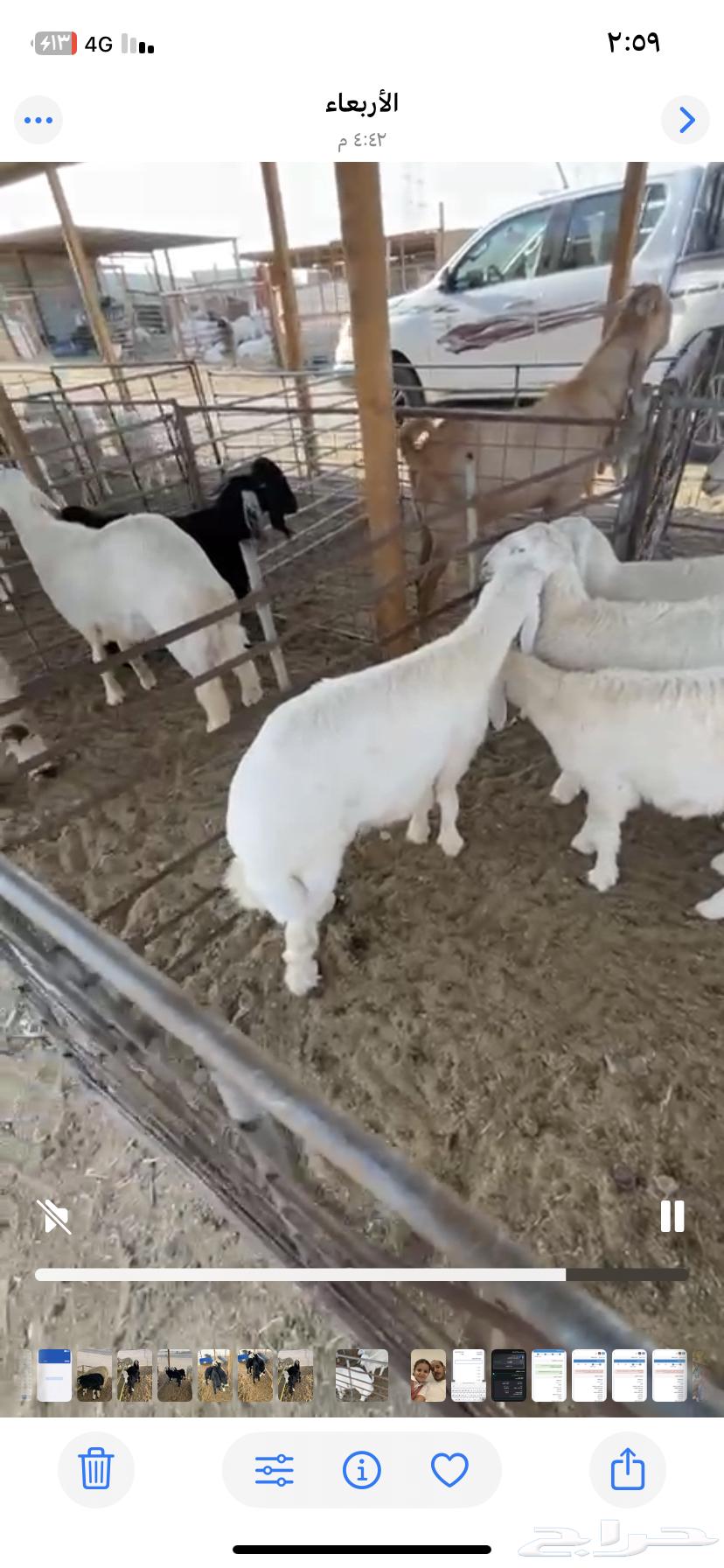 Fresh meat slaughter and delivery service64487897158914111