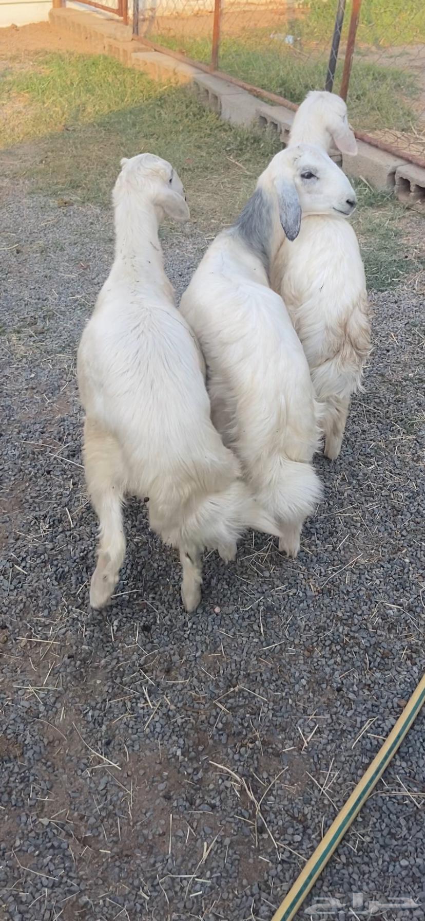 Three nice sheep (sold)64486524255617111