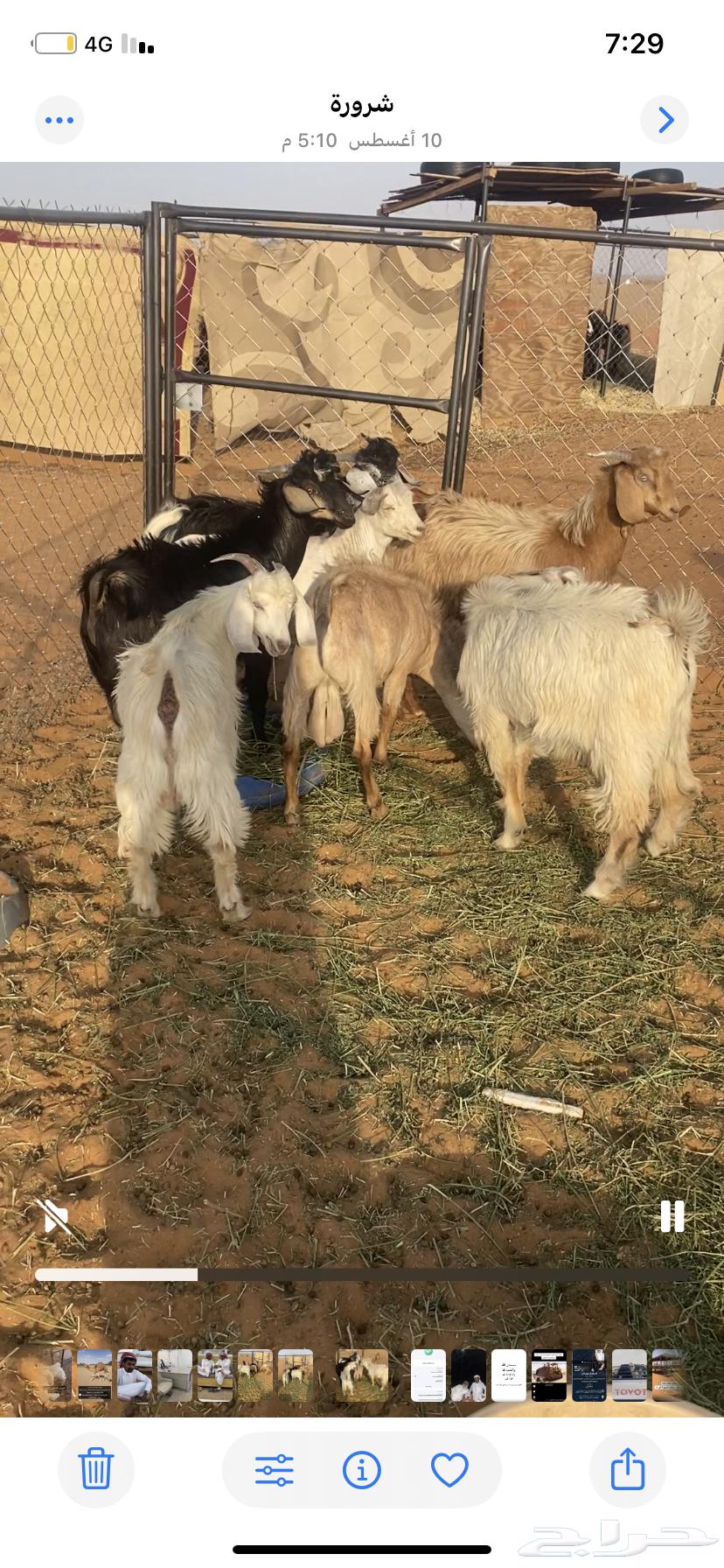 تيوس للبيع64487704785537110