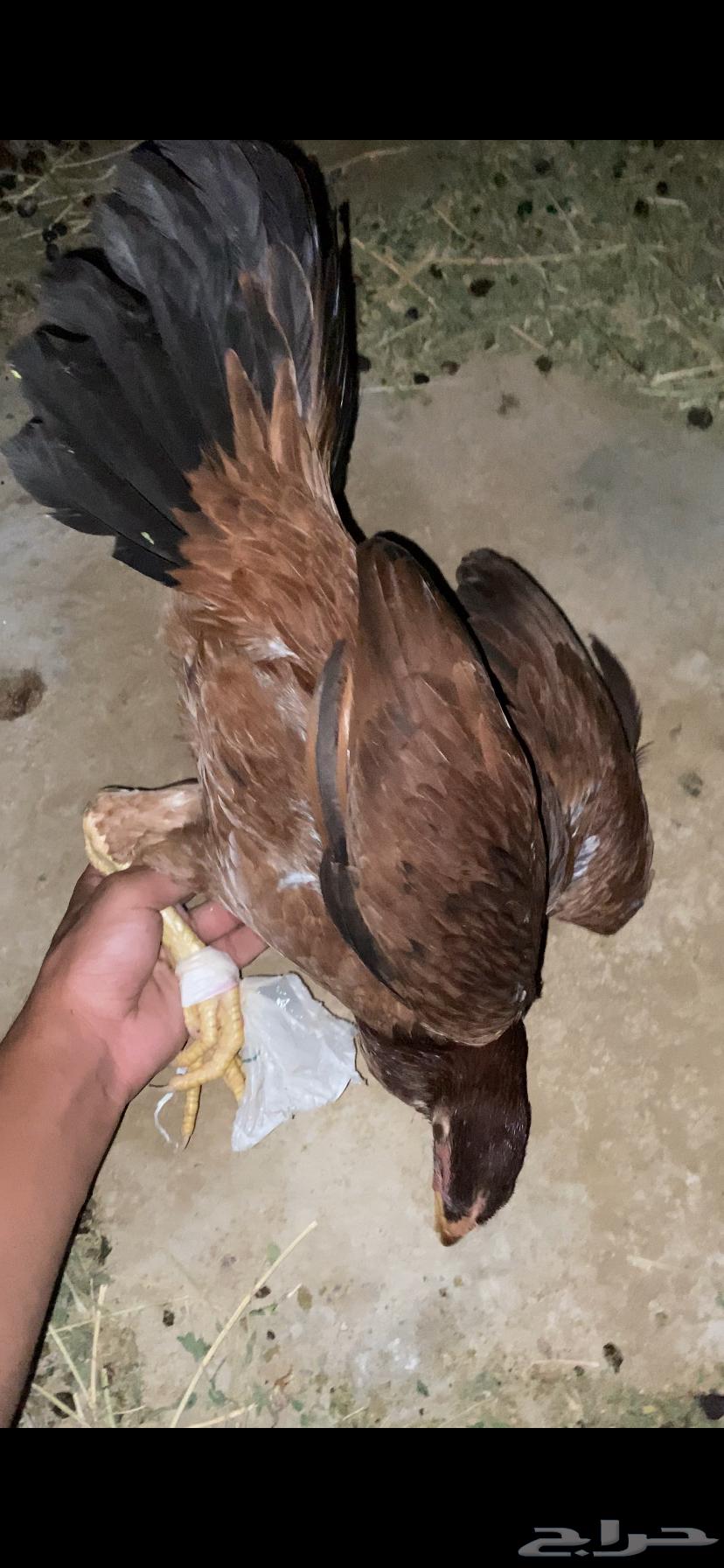 ( تم البيع ) دجاج بلدي الوان السلالة القديمه ماشاءالله64492554992899112