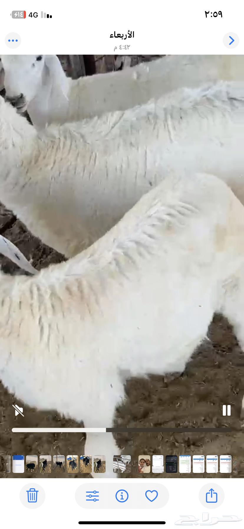 Fresh meat slaughter and delivery service64487897158914112