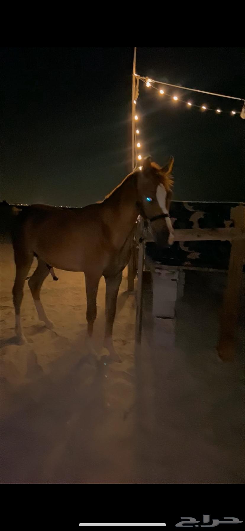 للبيع مهر عمره سنه و8 شهور64491509859971111