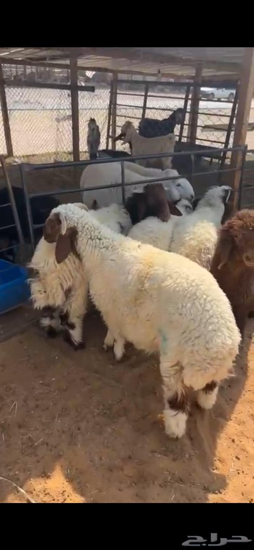 Fresh meat slaughter and delivery service64487897158914110