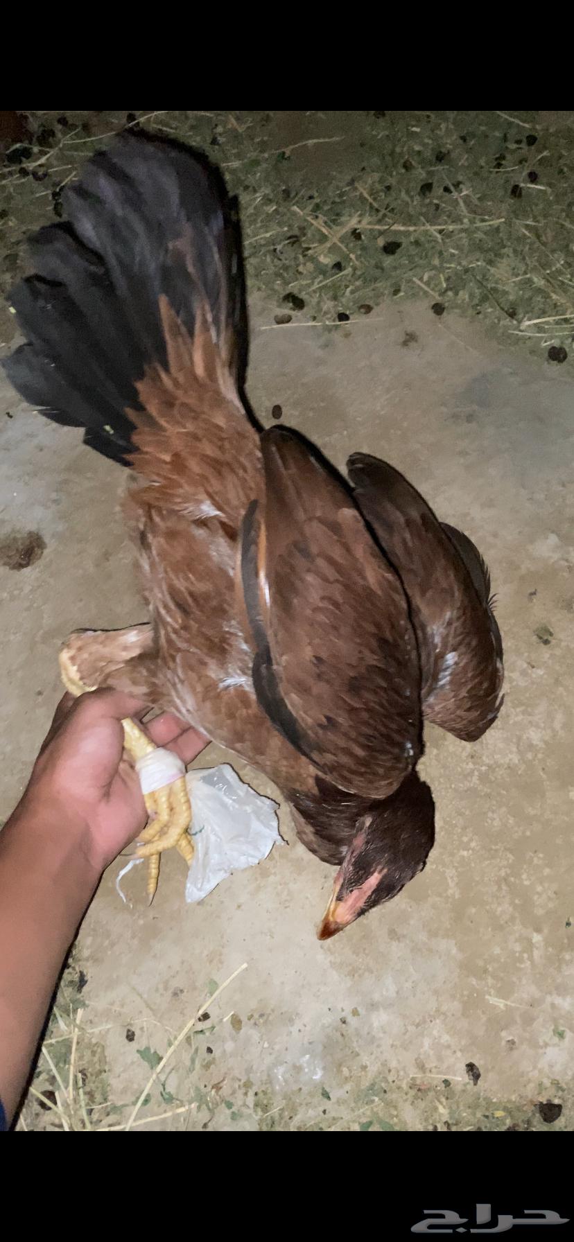 ( تم البيع ) دجاج بلدي الوان السلالة القديمه ماشاءالله64492554992899111