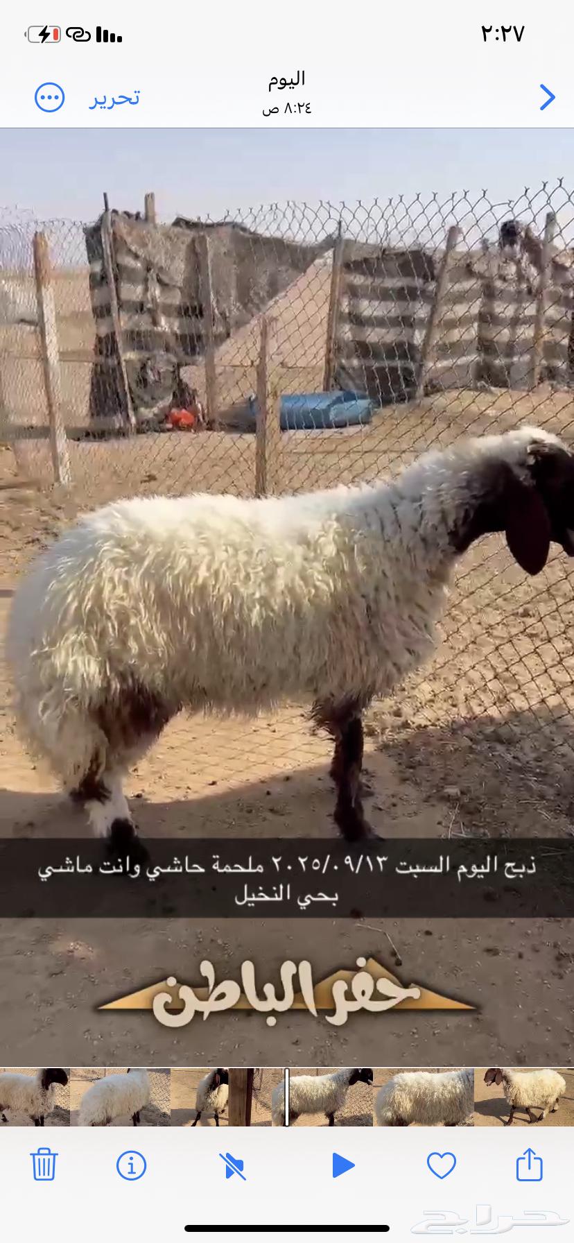 رخل طيبه موجوده بالملحمة الان64489986544642110