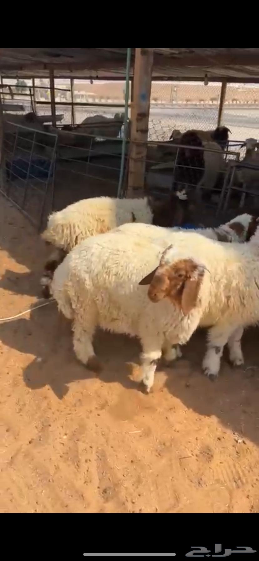 Fresh meat slaughter and delivery service64487897158914113