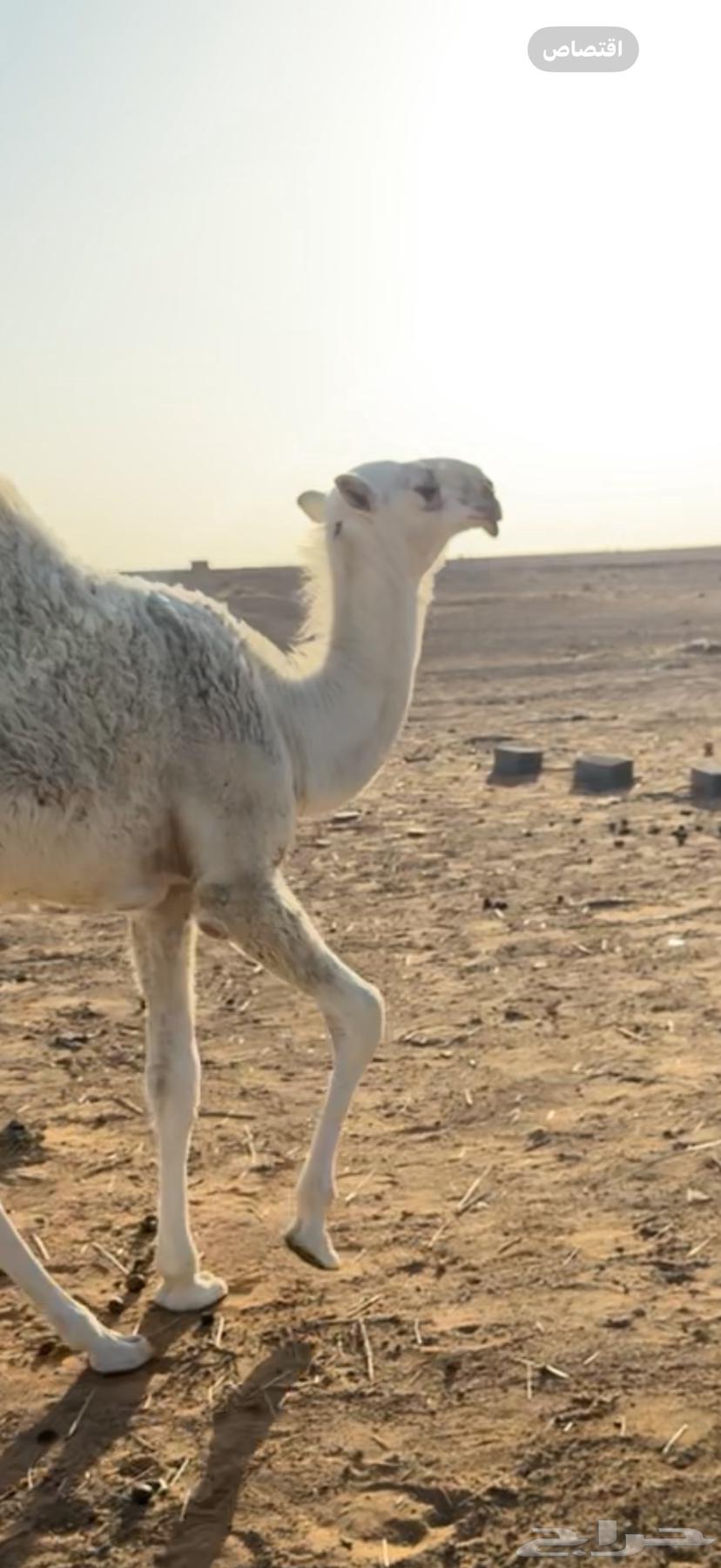 مفرود للبيع64490687809410111