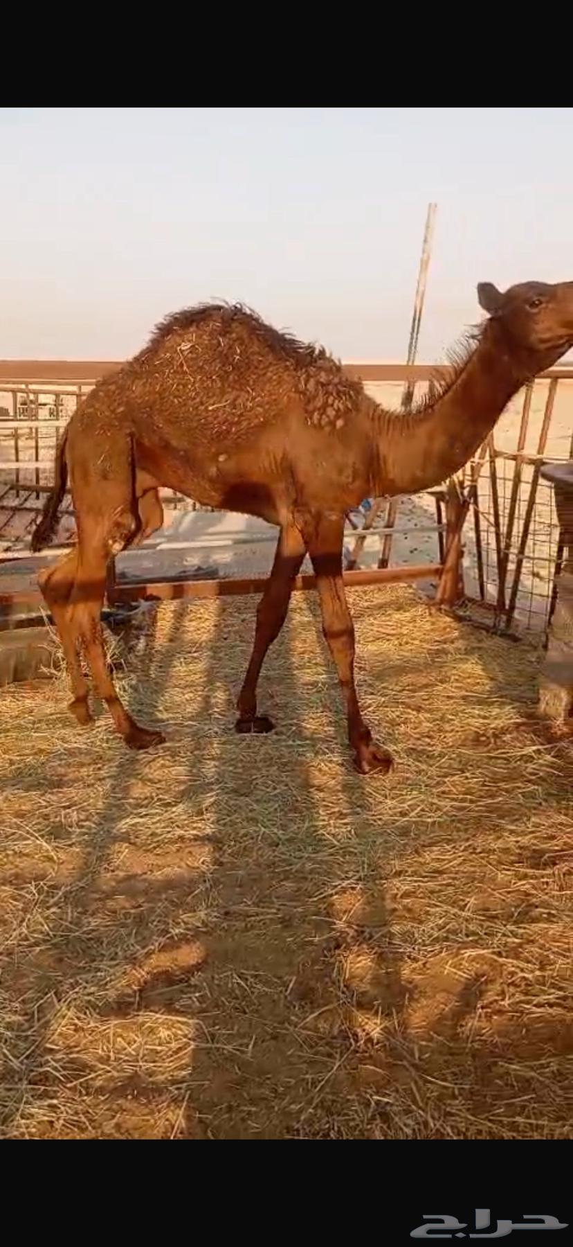 Seating64488034864002111