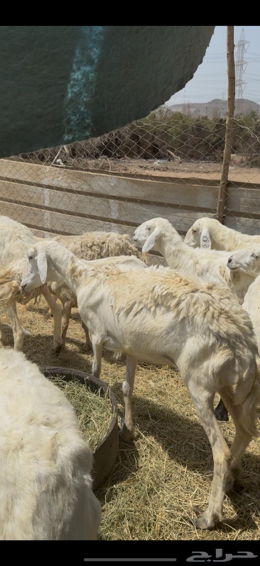 16 ضان حريات مراح واحد طيبه بالحيل ع 640 ي بلاش64488754898819112