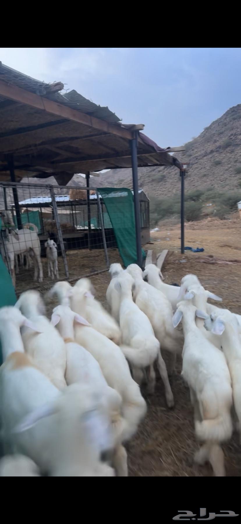 20 بهم تربية64491143426306110