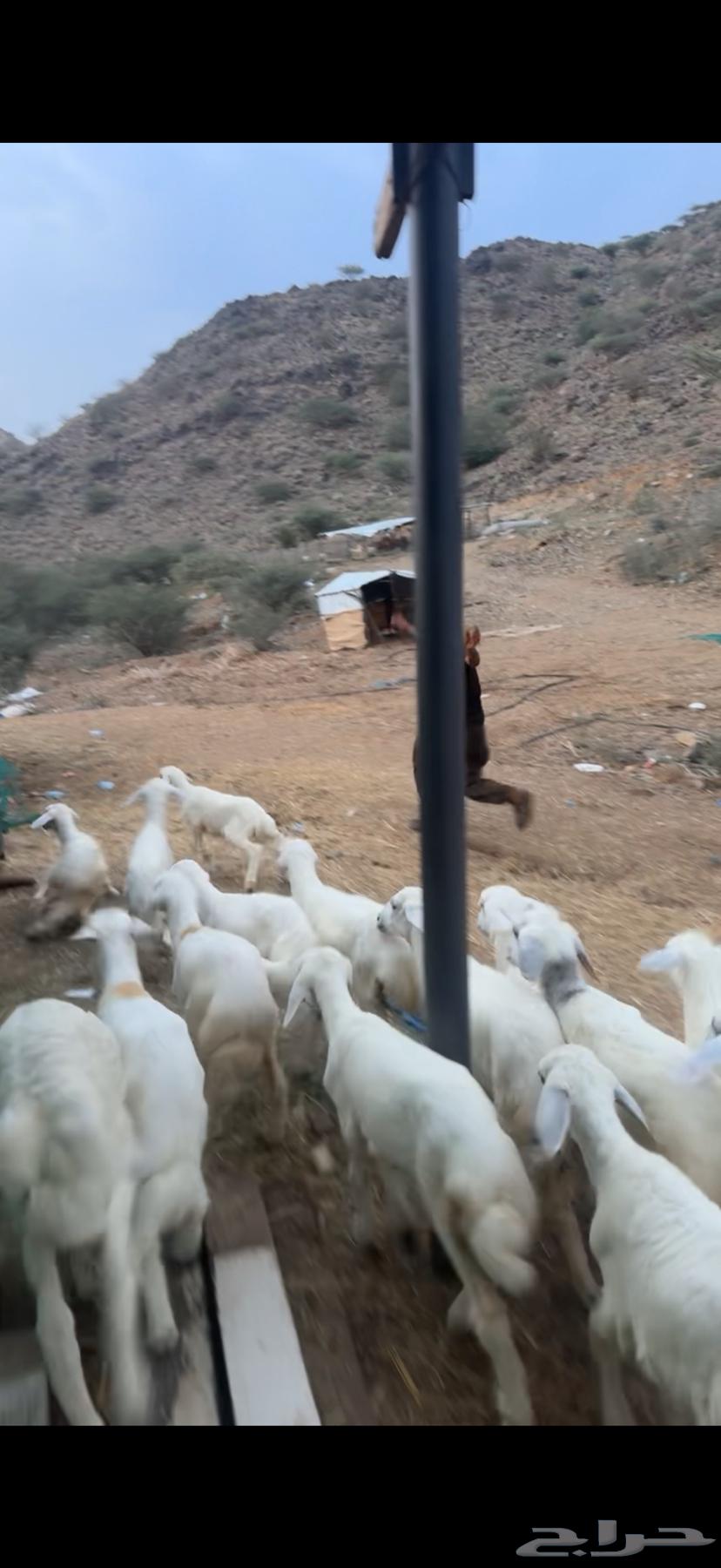 20 بهم تربية64491143426306112