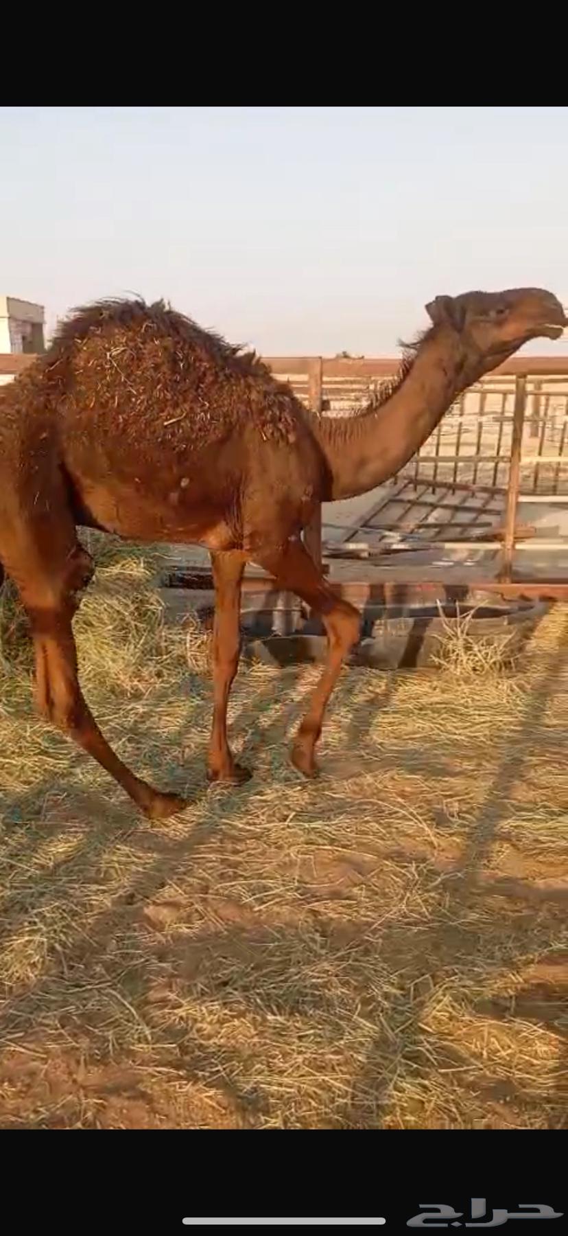 Seating64488034864002112