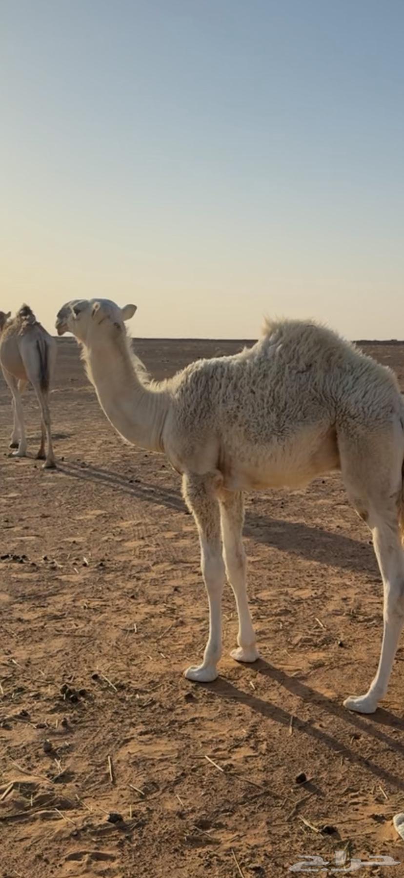 مفرود للبيع64490687809410112