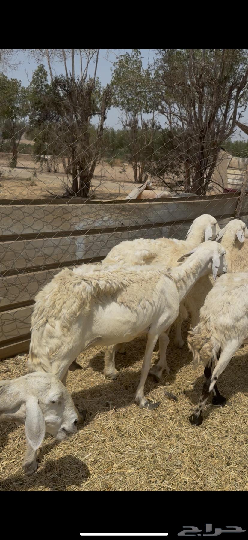 16 ضان حريات مراح واحد طيبه بالحيل ع 640 ي بلاش64488754898819111