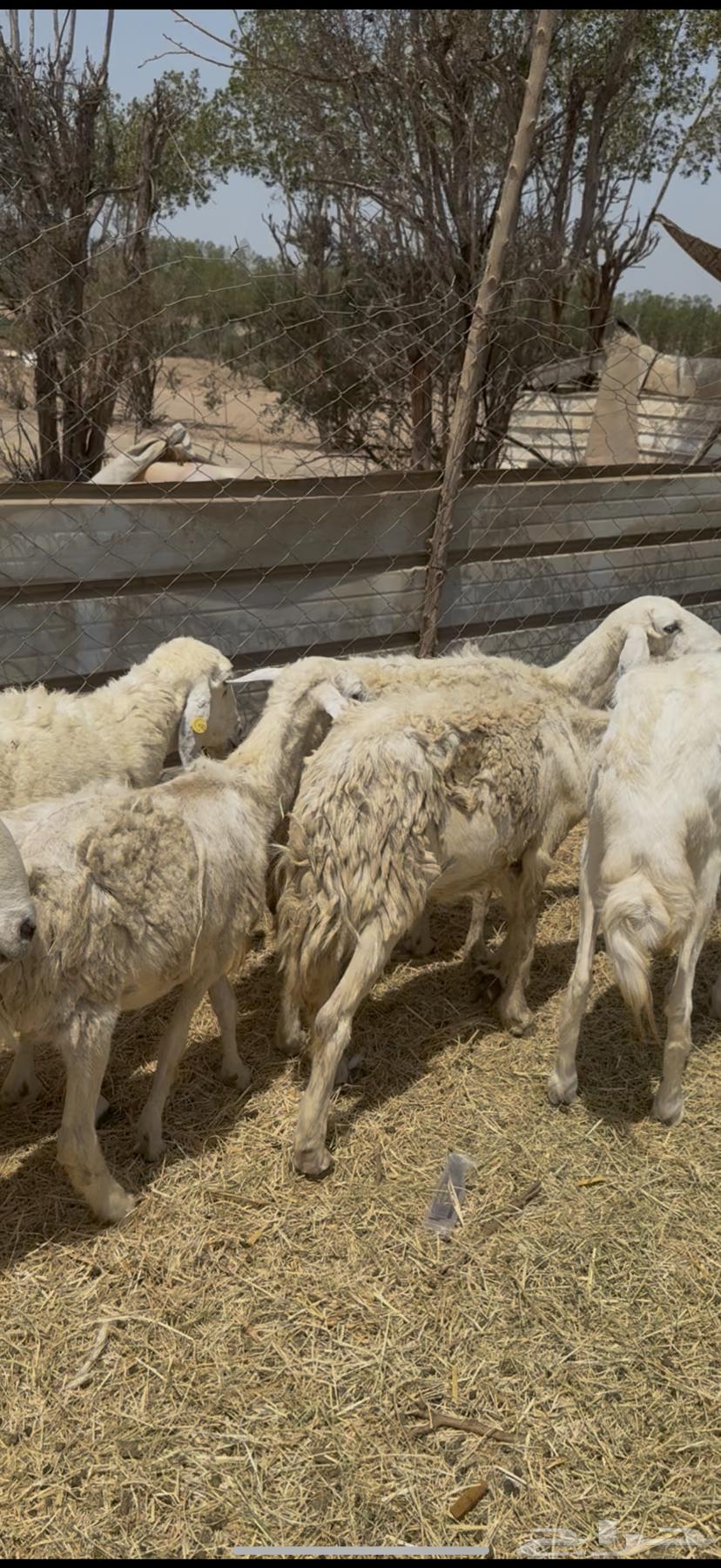 16 ضان حريات مراح واحد طيبه بالحيل ع 640 ي بلاش64488754898819113