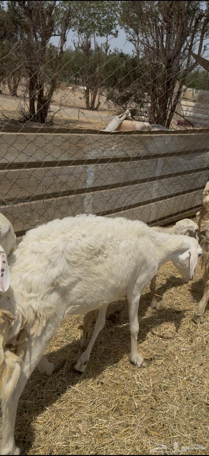 16 ضان حريات مراح واحد طيبه بالحيل ع 640 ي بلاش64488754898819114